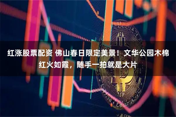红涨股票配资 佛山春日限定美景！文华公园木棉红火如霞，随手一拍就是大片