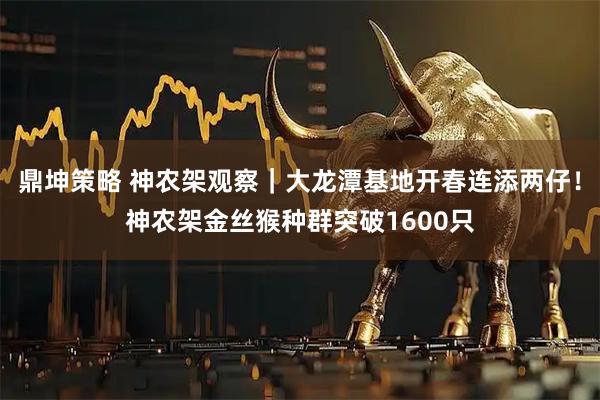鼎坤策略 神农架观察｜大龙潭基地开春连添两仔！神农架金丝猴种群突破1600只